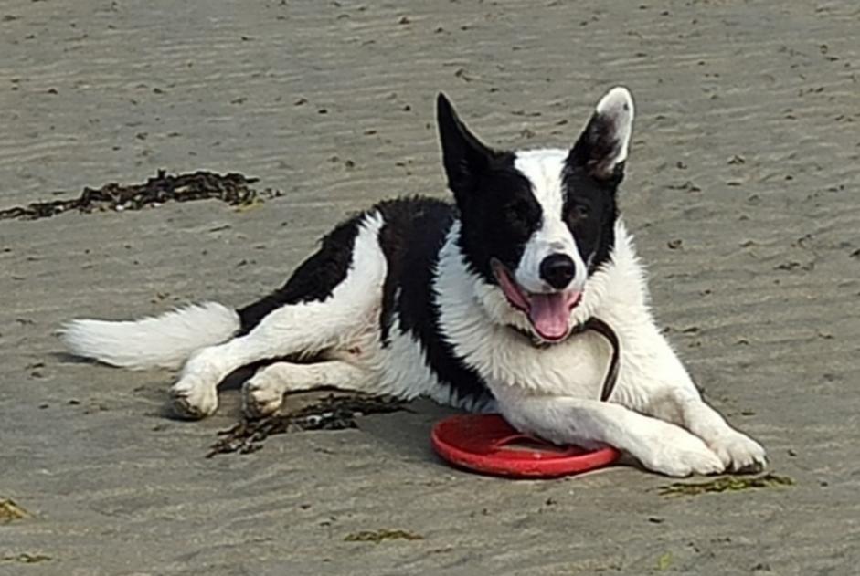 Vermisstmeldung Hund rassenmischung Männliche , 11 jahre Moncy Frankreich