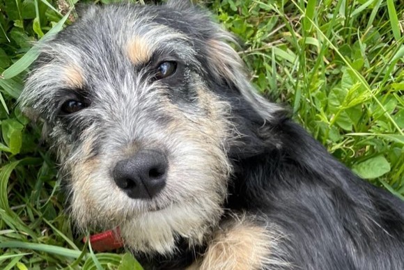 Vermisstmeldung Hund rassenmischung Weiblich , 2 jahre Charnay-lès-Mâcon Frankreich