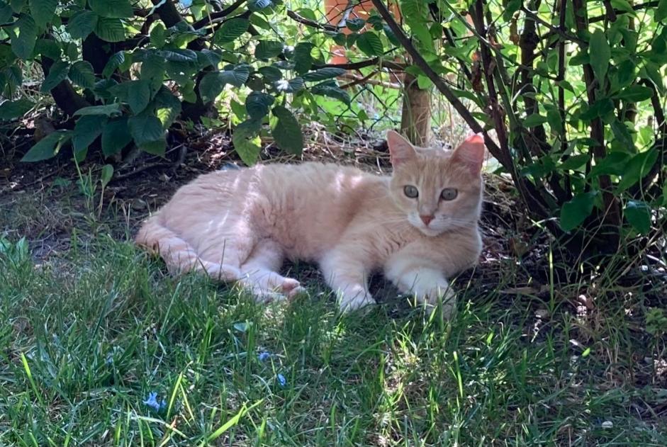 Vermisstmeldung Katze rassenmischung Weiblich , 5 jahre Mouguerre Frankreich