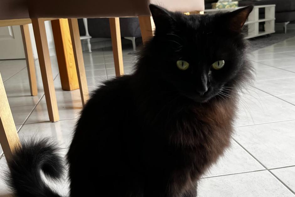 Disappearance alert Cat Male , 2 years Le Gué-d'Alleré France