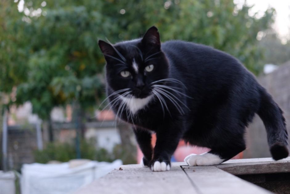 Disappearance alert Cat Male , 10 years Saint-Laurent-de-la-Prée France