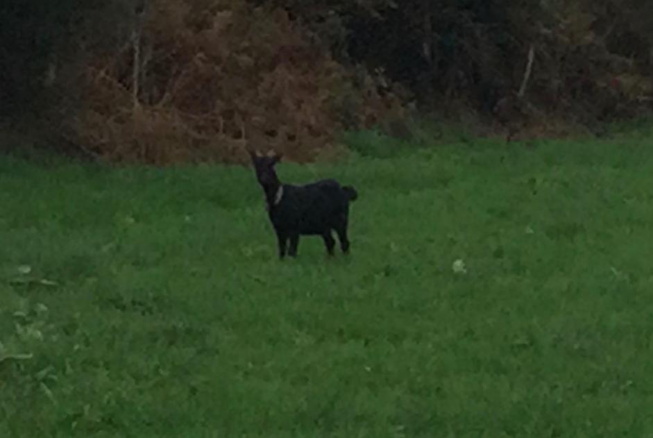 Discovery alert Goat Female Vire-Normandie France