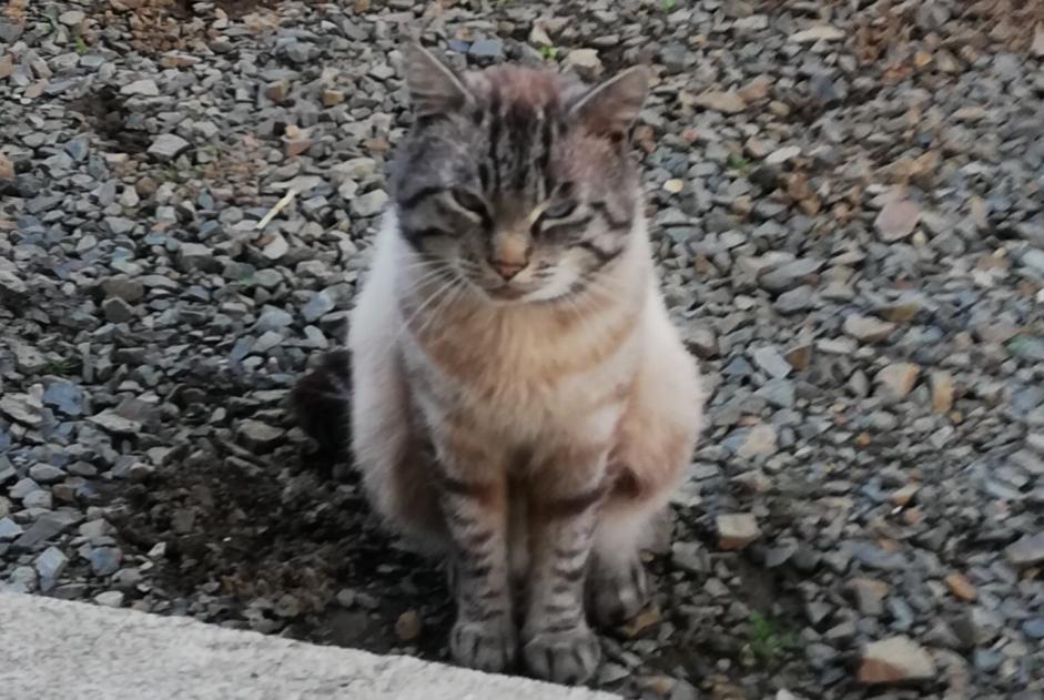 Alerta de Desaparición Gato  Macho , 4 años Lanvollon Francia