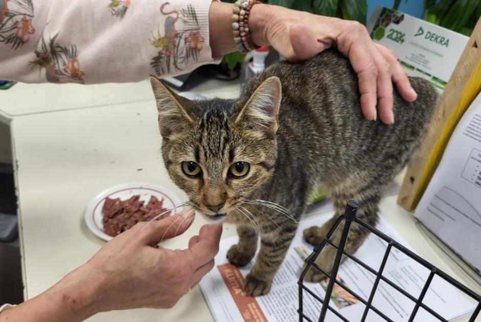 Alerta de Hallazgo Gato  Hembra Hasparren Francia