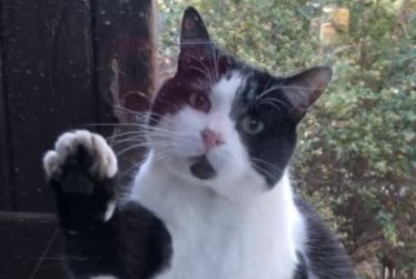 Alerte Disparition Chat Mâle , 6 ans Agde France