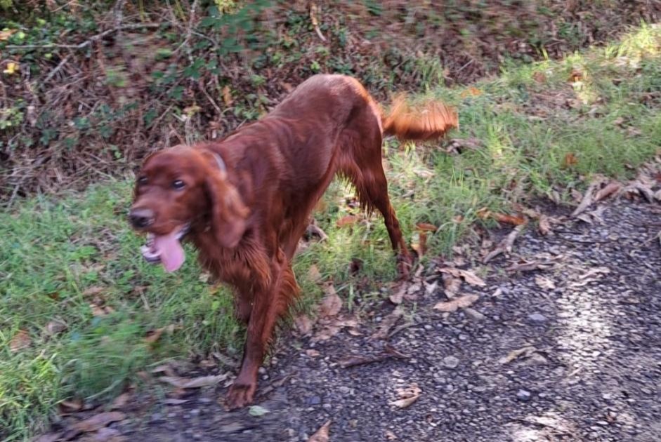 Alerte Découverte Chien  Mâle Saint-Germain-sur-Ay France