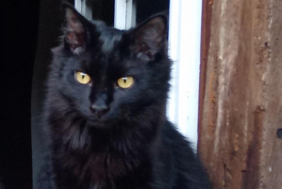 Avviso scomparsa Gatto Maschio , 3 anni Ygos-Saint-Saturnin Francia