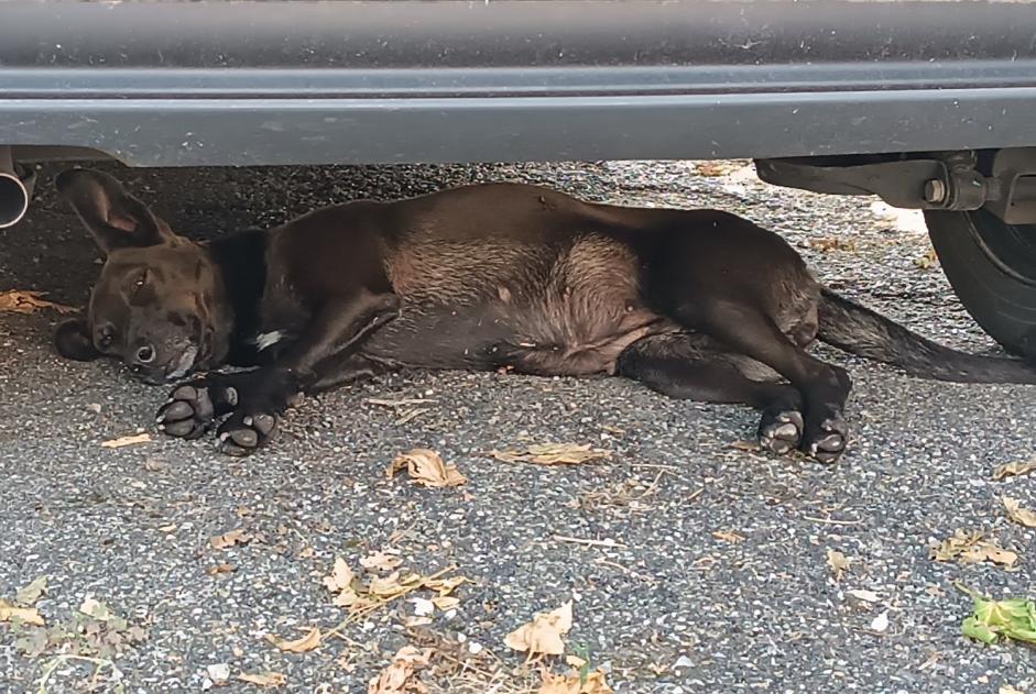 Alerta descoberta Cão Fêmea Golfech France