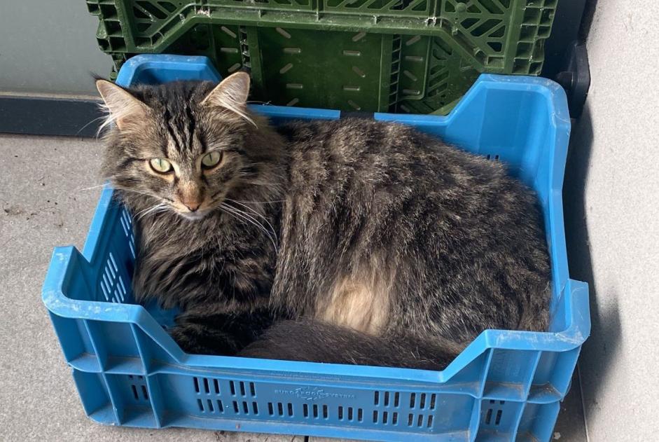 Alerta desaparecimento Gato Macho , 4 anos Lagord France