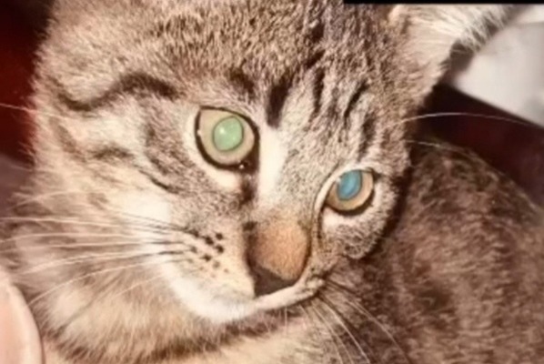 Alerta desaparecimento Gato cruzamento Fêmea , 1 anos Vaux-sur-Mer France