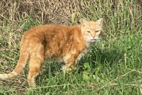 Alerta descoberta Gato Macho Lahonce France